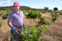 Vendimiando la garnacha por tierras abulenses