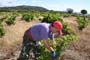 Vendimiando la garnacha por tierras abulenses