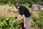 Vendimiando la garnacha por tierras abulenses