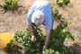 Vendimiando la garnacha por tierras abulenses
