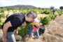 Vendimiando la garnacha por tierras abulenses
