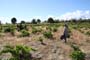 Vendimiando la garnacha por tierras abulenses