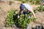 Vendimiando la garnacha por tierras abulenses