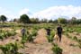 Vendimiando la garnacha por tierras abulenses