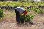 Vendimiando la garnacha por tierras abulenses