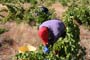 Vendimiando la garnacha por tierras abulenses