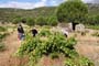 Vendimiando la garnacha por tierras abulenses