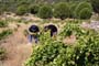 Vendimiando la garnacha por tierras abulenses