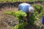 Vendimiando la garnacha por tierras abulenses