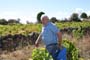 Vendimiando la garnacha por tierras abulenses