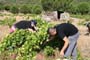 Vendimiando la garnacha por tierras abulenses