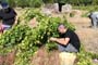 Vendimiando la garnacha por tierras abulenses