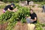 Vendimiando la garnacha por tierras abulenses