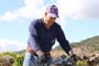 Vendimiando la garnacha por tierras abulenses