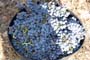 Vendimiando la garnacha por tierras abulenses