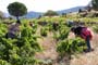Vendimiando la garnacha por tierras abulenses