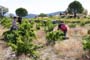 Vendimiando la garnacha por tierras abulenses