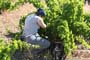 Vendimiando la garnacha por tierras abulenses