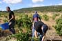 Vendimiando la garnacha por tierras abulenses