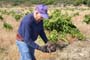 Vendimiando la garnacha por tierras abulenses