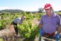 Vendimiando la garnacha por tierras abulenses