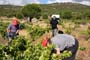 Vendimiando la garnacha por tierras abulenses