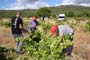 Vendimiando la garnacha por tierras abulenses