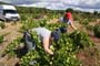 Vendimiando la garnacha por tierras abulenses