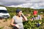 Vendimiando la garnacha por tierras abulenses