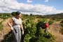 Vendimiando la garnacha por tierras abulenses