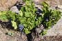 Vendimiando la garnacha por tierras abulenses