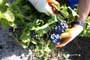 Vendimiando la garnacha por tierras abulenses