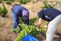 Vendimiando la garnacha por tierras abulenses