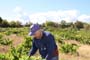 Vendimiando la garnacha por tierras abulenses