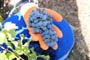 Vendimiando la garnacha por tierras abulenses