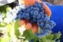 Vendimiando la garnacha por tierras abulenses