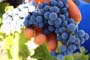 Vendimiando la garnacha por tierras abulenses