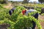 Vendimiando la garnacha por tierras abulenses