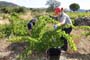 Vendimiando la garnacha por tierras abulenses