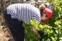 Vendimiando la garnacha por tierras abulenses
