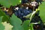 Vendimiando la garnacha por tierras abulenses