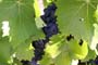 Vendimiando la garnacha por tierras abulenses