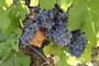 Vendimiando la garnacha por tierras abulenses