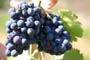 Vendimiando la garnacha por tierras abulenses