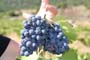 Vendimiando la garnacha por tierras abulenses