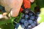Vendimiando la garnacha por tierras abulenses