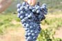 Vendimiando la garnacha por tierras abulenses