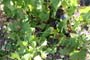 Vendimiando la garnacha por tierras abulenses