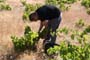 Vendimiando la garnacha por tierras abulenses