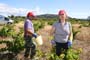 Vendimiando la garnacha por tierras abulenses